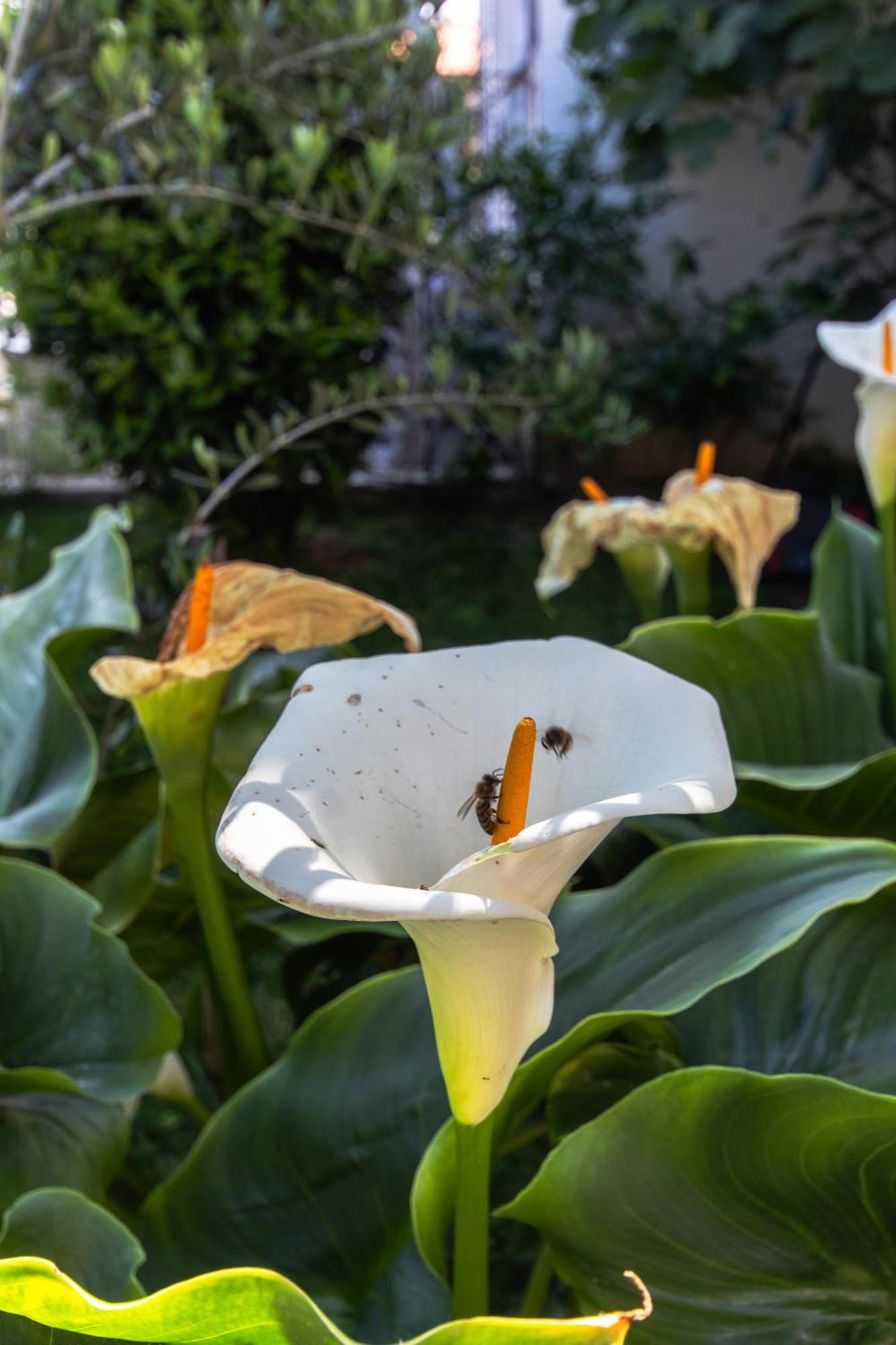 Marjan Hill 3-Br Apt,5 Guests Private Garden Near Beach Split Exterior foto